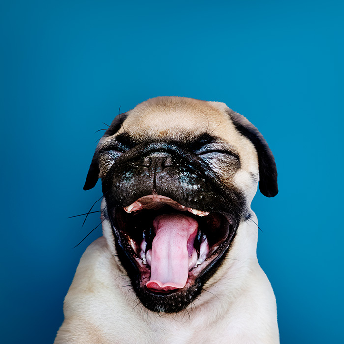 Unleashing the Smile: The Importance of Dental Care for Dogs