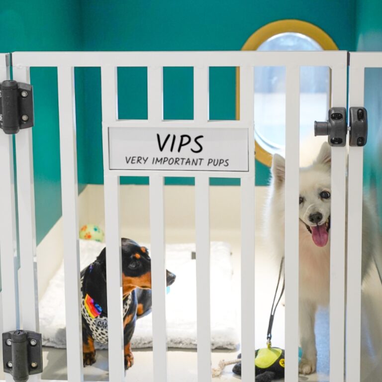 Paws 26 Business Class Upgrade - VIP (Very Important Pups)
